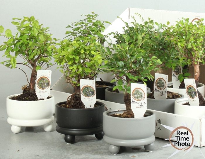 <h4>BONSAI GEM</h4>