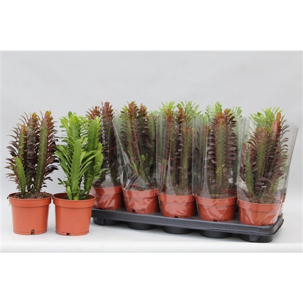 <h4>Euphorbia Trigona gemengd</h4>