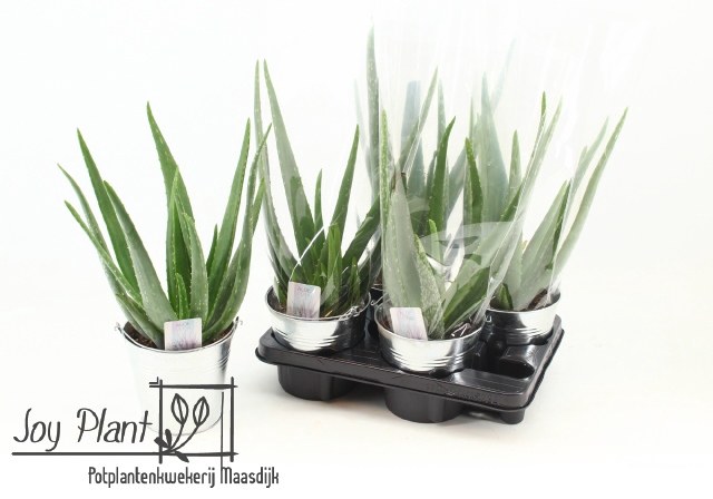<h4>ALOE VERA</h4>