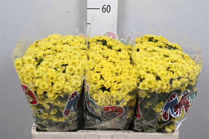 <h4>Chr S Mad Ringa Yell</h4>