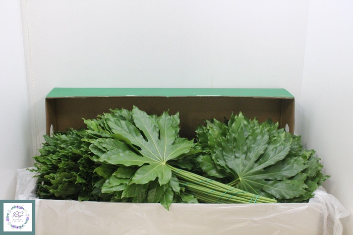 <h4>FATSIA JAPONICA BLAD</h4>
