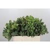 Pittosporum Ilan