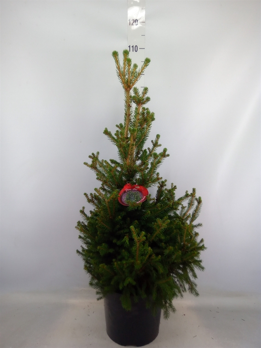 <h4>Picea abies 'Will's Zwerg'</h4>