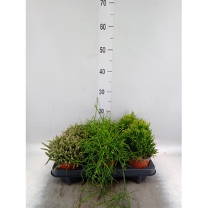 RHIPSALIS   ...MIX