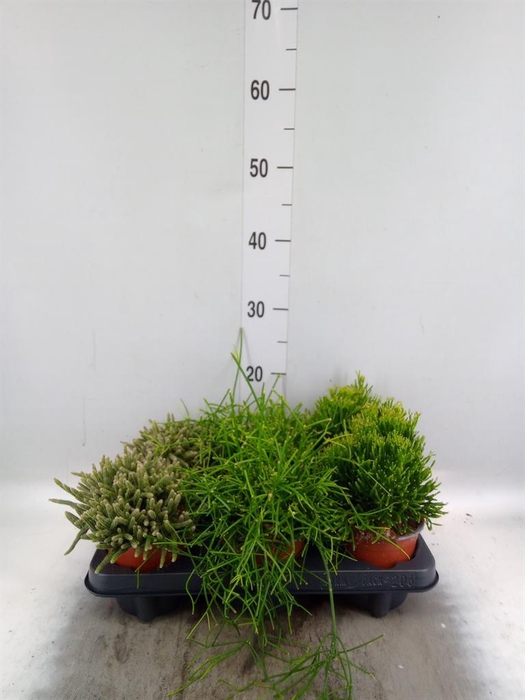 <h4>RHIPSALIS   ...MIX</h4>