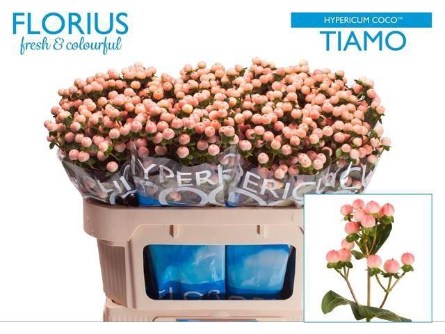 <h4>Hypericum Coco Tiamo</h4>