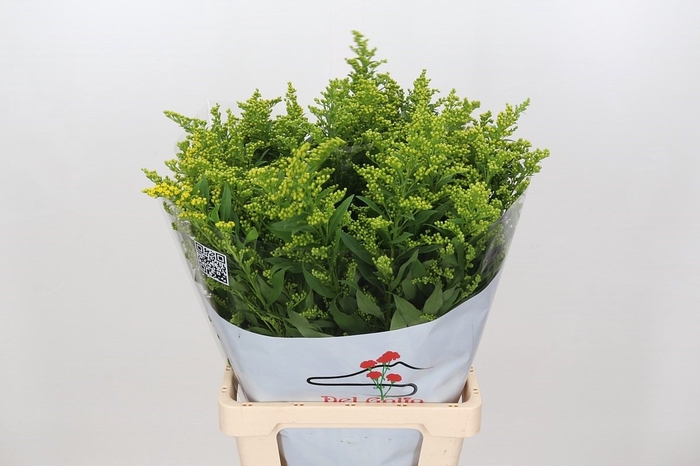 <h4>Solidago Golden Glory</h4>