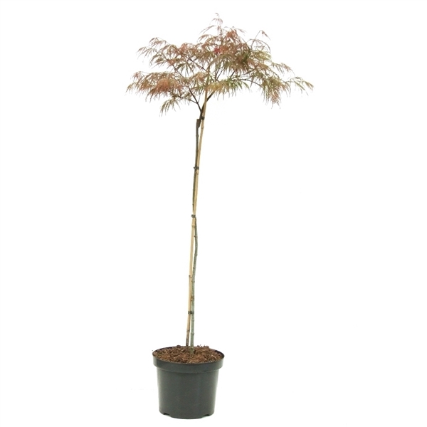 <h4>Acer palmatum 'Garnet' Stam P26 Full CC</h4>