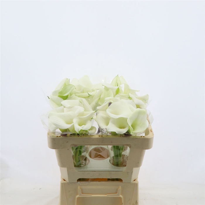 <h4>Calla Whitehorse | Dubbelbloemig</h4>