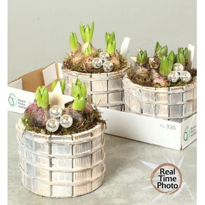 ARR HYACINTH WOOD X3