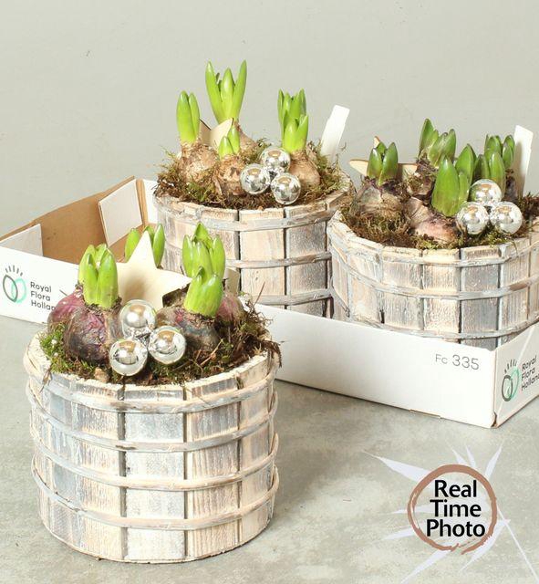 <h4>ARR HYACINTH WOOD X3</h4>