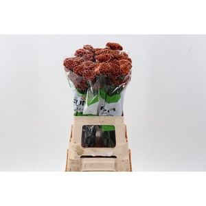 Di St Tinted Brownie