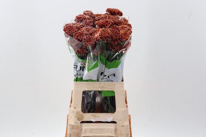 <h4>Di St Tinted Brownie</h4>