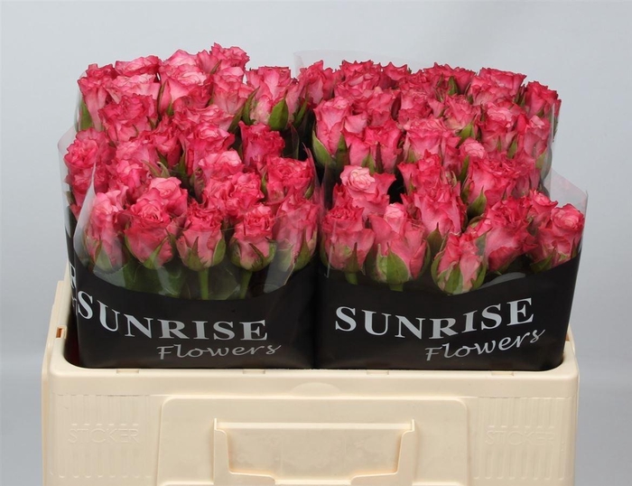 <h4>R Gr Ramonda</h4>