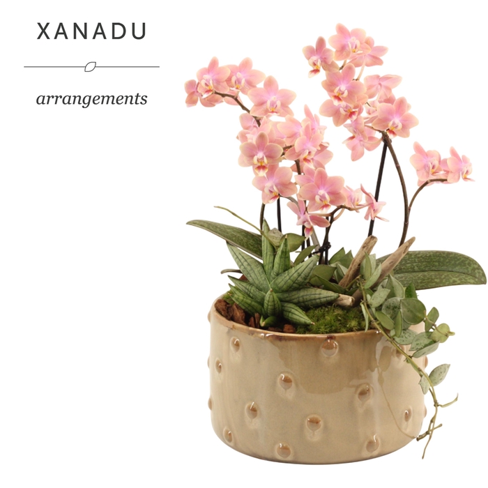 <h4>Xanadu Paris</h4>