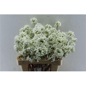 BERRY DECO WHITE