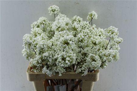 <h4>BERRY DECO WHITE</h4>