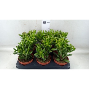 Crassula ovata 'Trompet'