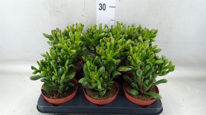 <h4>Crassula ovata 'Trompet'</h4>