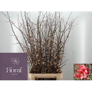 CHAENOMELES X SUPERBA CHAENOMELES S