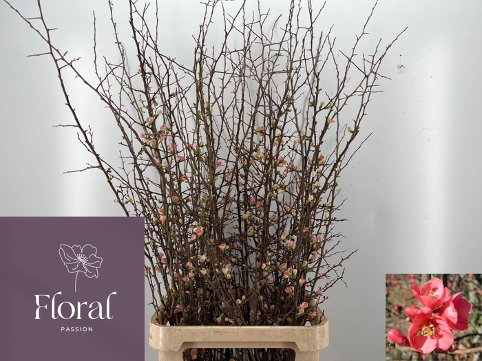 <h4>CHAENOMELES X SUPERBA CHAENOMELES S</h4>