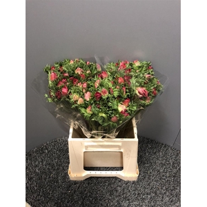 Anem Mistral Plus Red