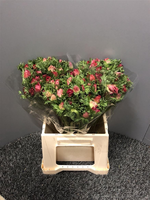 <h4>Anem Mis + Red</h4>