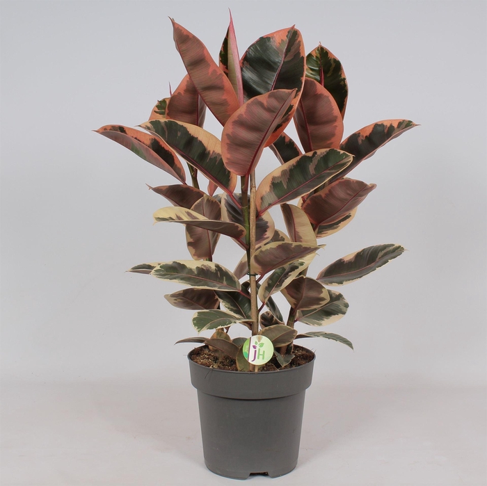 <h4>Ficus elastica 'Belize'</h4>