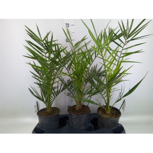 Phoenix canariensis