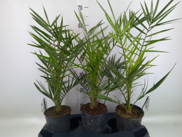 <h4>Phoenix canariensis</h4>