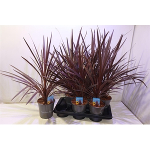 arr8 Cord Aus Red Star