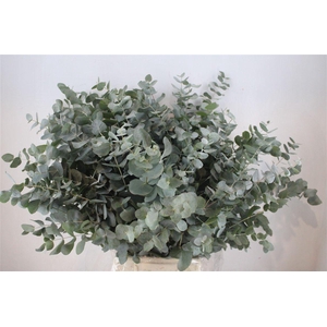 Euca Cinerea 300gr P Bunch