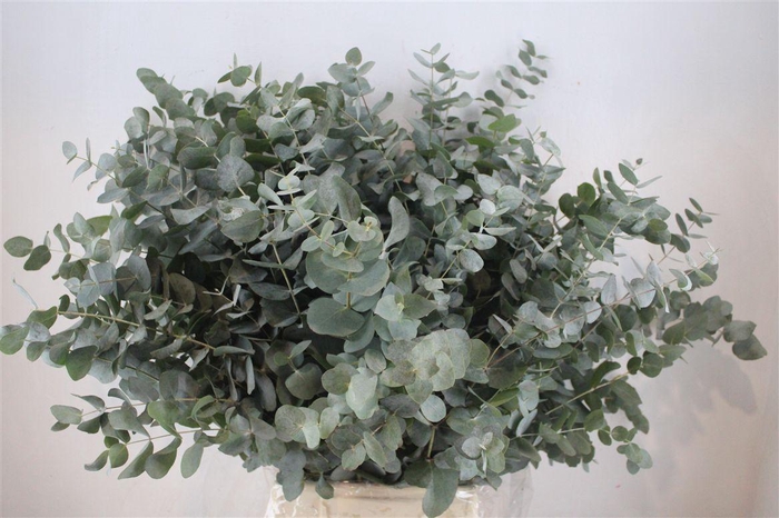 <h4>Euca Cinerea 300gr P Bunch</h4>