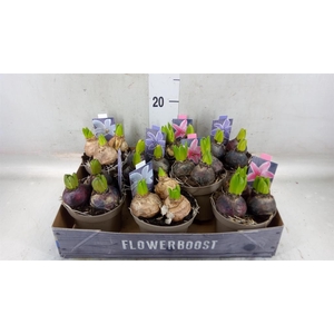 Hyacinthus orie.   ...mix