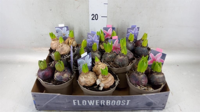 <h4>Hyacinthus orie.   ...mix</h4>