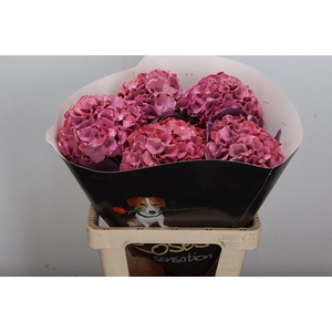 Hydr Wx (ex) Lichtroze