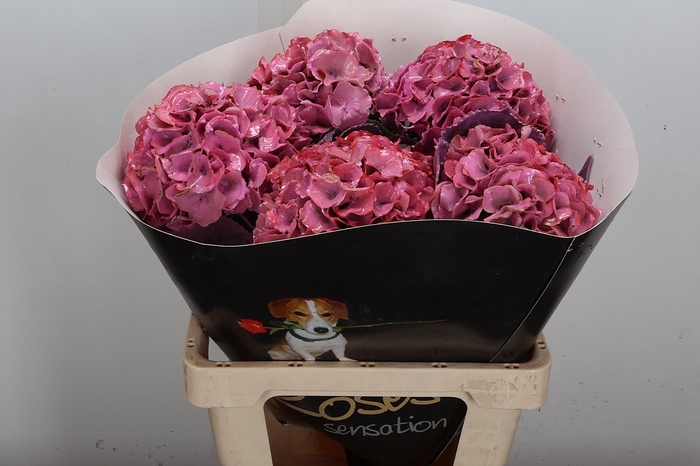 <h4>Hydr Wx (ex) Lichtroze</h4>