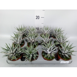 Haworthia fasciala 'Alba'