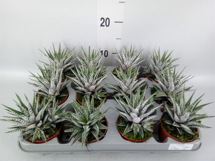 <h4>Haworthia fasciala 'Alba'</h4>