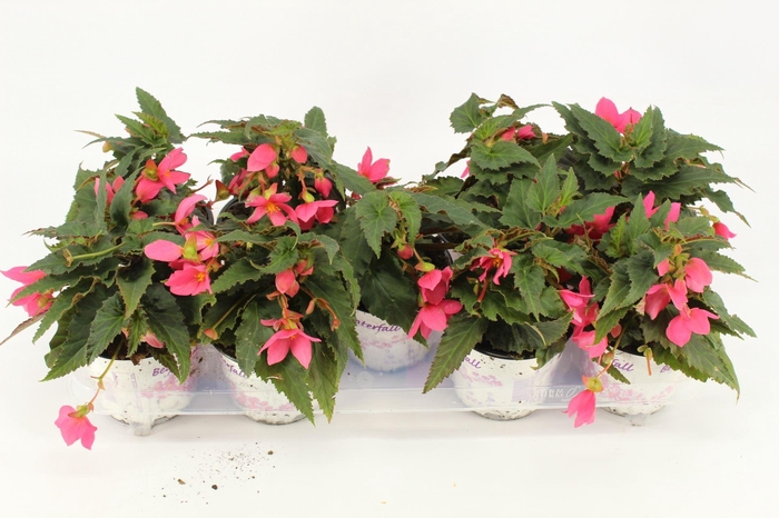 <h4>Begonia boliv. 'Dreams Hot Pink'</h4>