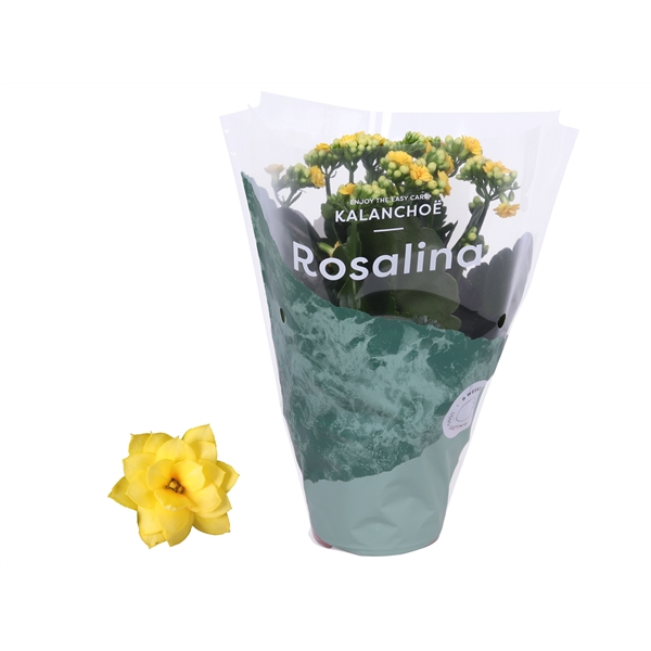 <h4>Kalanchoe Rosalina 12cm Don Amarillo geel</h4>