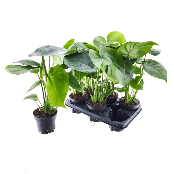 <h4>MONSTERA DELICIOSA</h4>