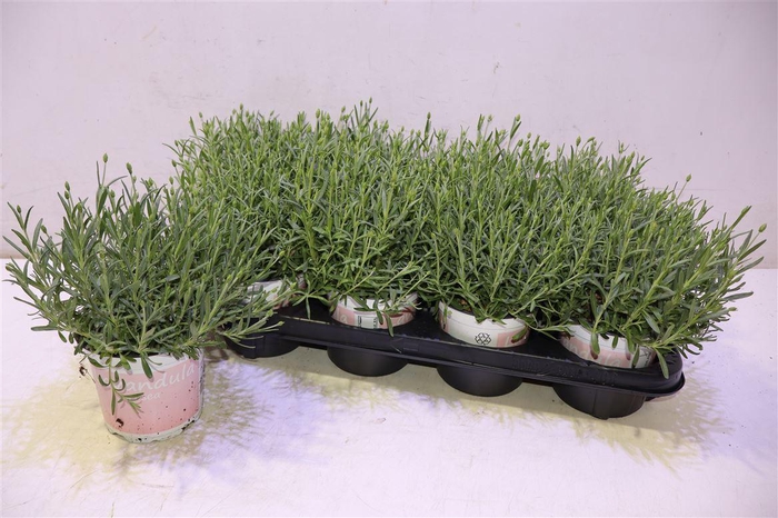 <h4>arr8 Lavan An Rosea</h4>