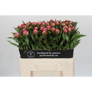 Paeonia Dr A Fleming
