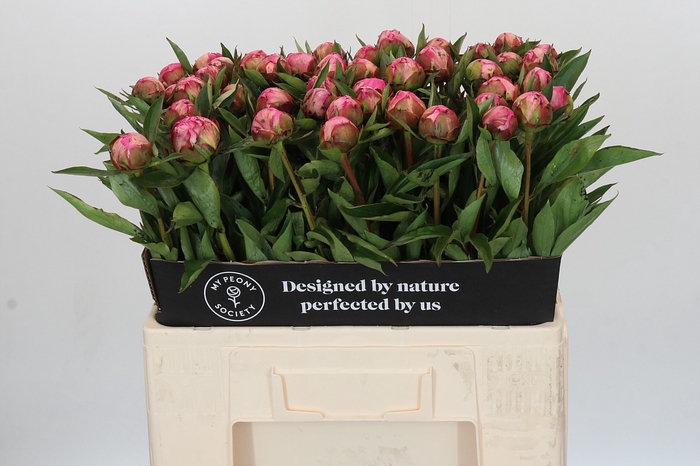 <h4>Paeonia Dr A Fleming</h4>