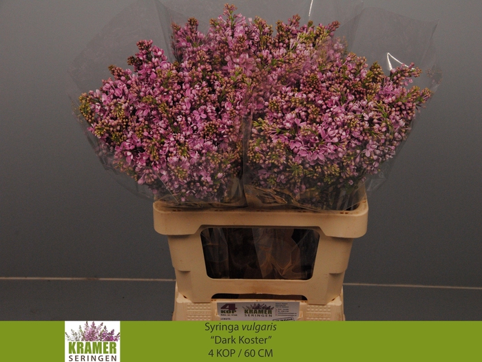 <h4>SYR V DARK KOSTER</h4>