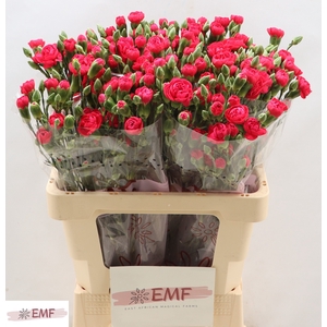 DI TR CHERRY BLOSSOM+