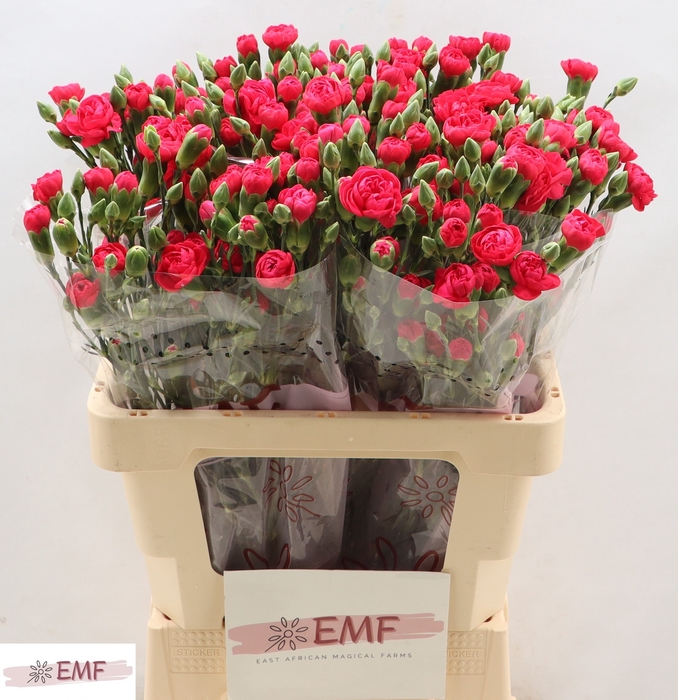 <h4>Di Tr Cher Blossom+</h4>