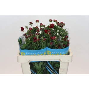 Ranunculus Butterfly Hades