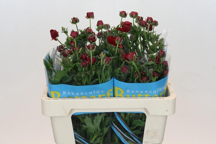 Ranunculus Butterfly Hades